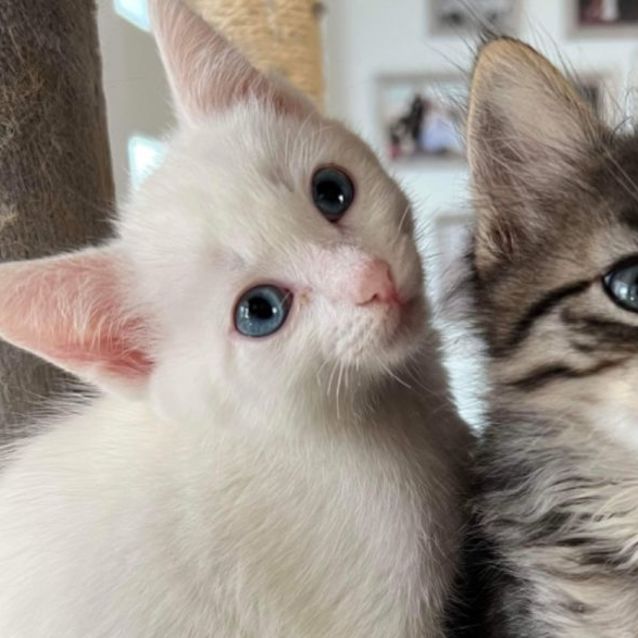 Photo of 🤍 Alice 🤍