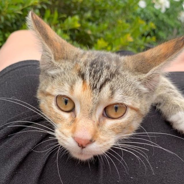 Photo of Lilly