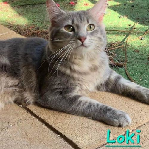 Loki