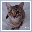 Photo of Leia ^^Dandy Cat Rescue^^