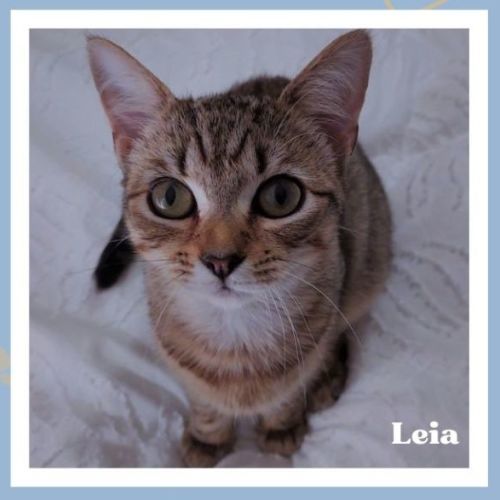 Leia ^^Dandy Cat Rescue^^