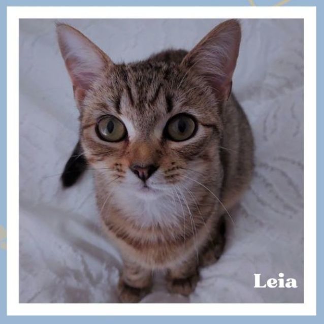 Photo of Leia ^^Dandy Cat Rescue^^