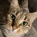 Photo of Tabitha   Located In Lower Templestowe