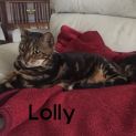 Photo of Lolly