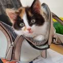 Photo of Gizmo