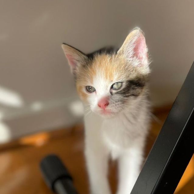 Photo of Ferni