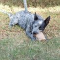 Photo of Shadow