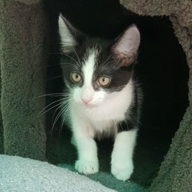 Photo of Bob Wells **2nd Chance Cat Rescue**