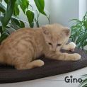 Photo of Gino