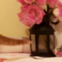 Photo of Tom & Jerry