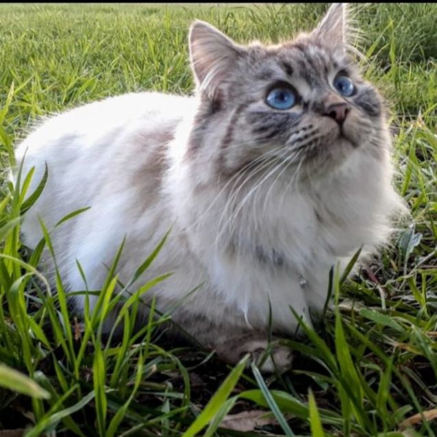 Photo of Simba