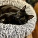 Photo of Cinder **2nd Chance Cat Rescue**