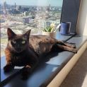 Photo of Midnight