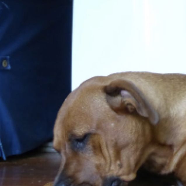 Photo of Georgi (On Adoption Trial)