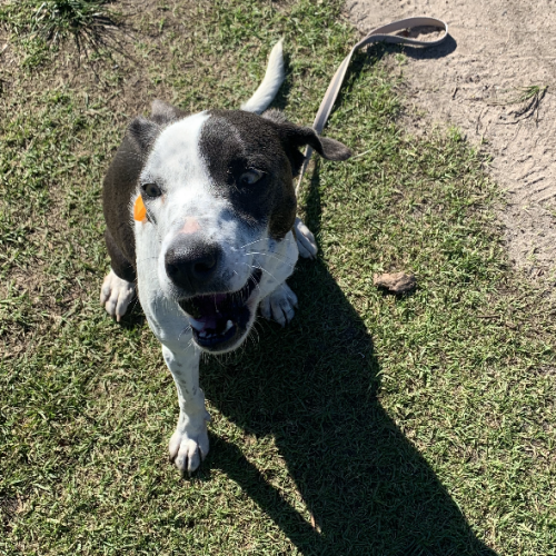 Jessie (on adoption trial) 