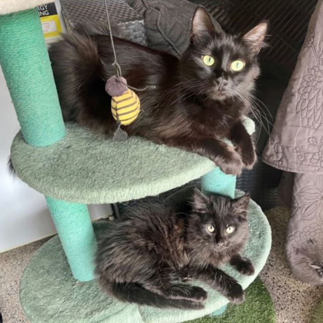 Photo of Nightfalcon 