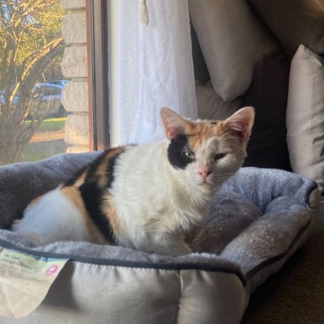 Photo of Star   8 Year Old Domestic Short Hair (Trial 29/6