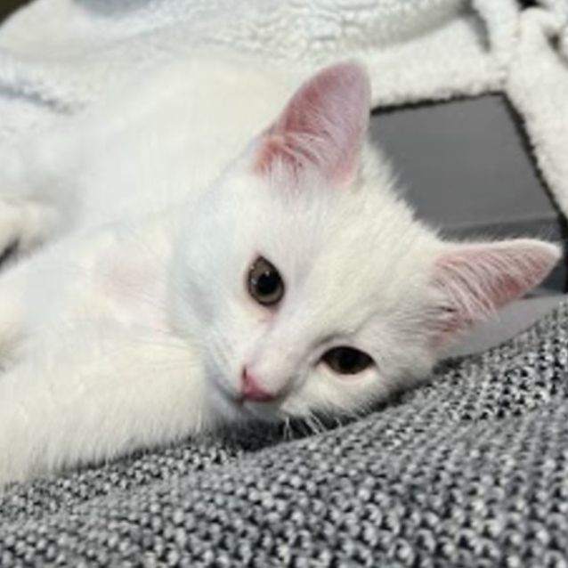 Photo of Latte