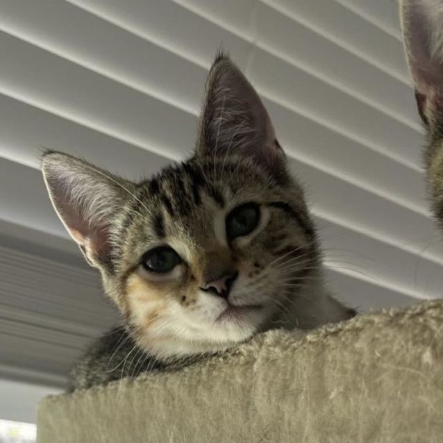 Photo of Violet  Located In Frankston