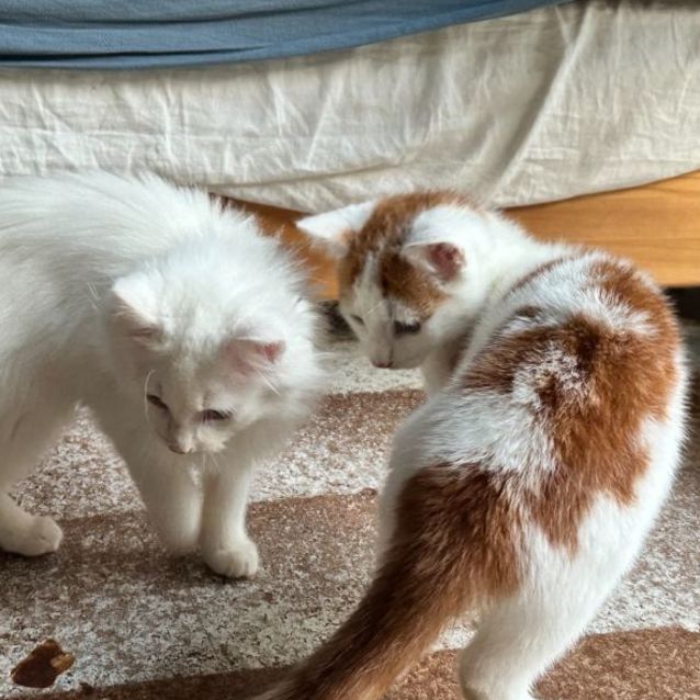 Photo of Bobbles **2nd Chance Cat Rescue**
