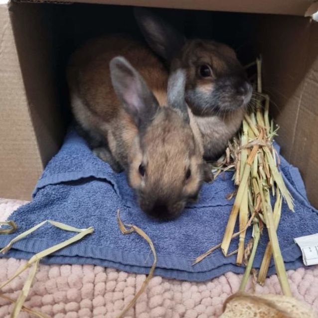 Photo of 🐰Gus & Gabe🐰 (Located In Werribee)