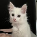 Photo of Cappuccino