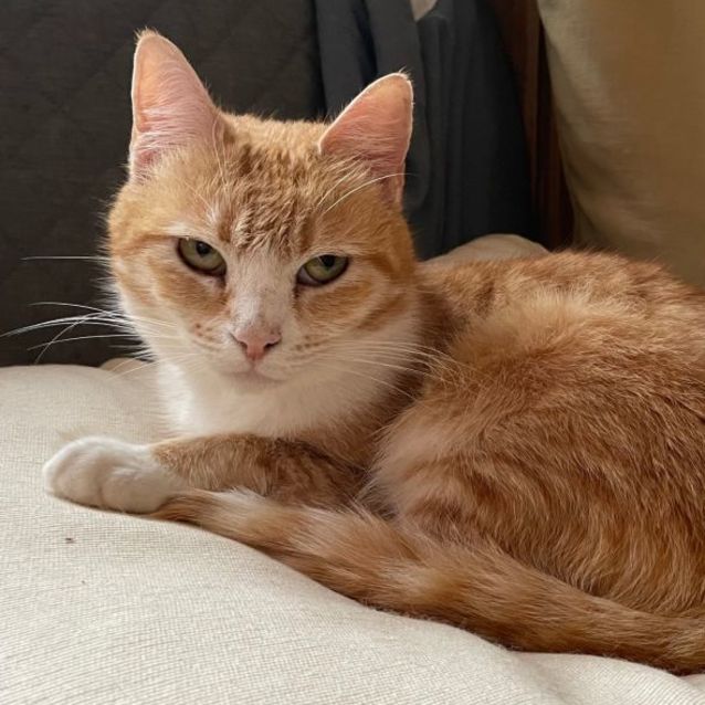 Photo of Peach
