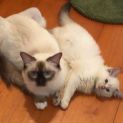 Photo of Miss Layla