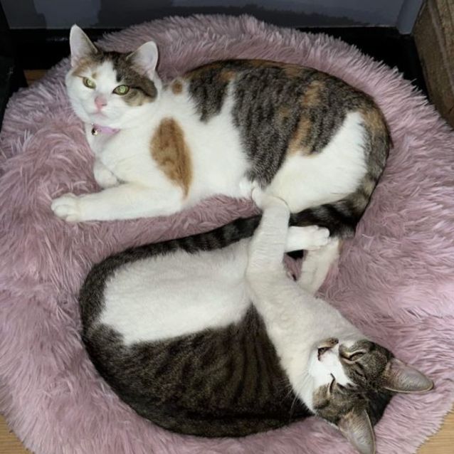 Photo of Elli May & Tinker Bell