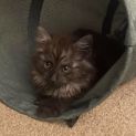 Photo of Boo