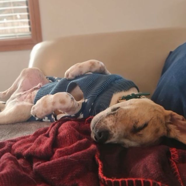 Photo of Jasper 🐕‍🦺🐕