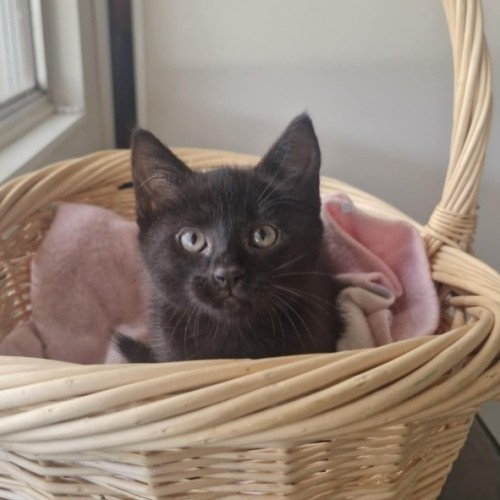 Huey - Located in Wallan