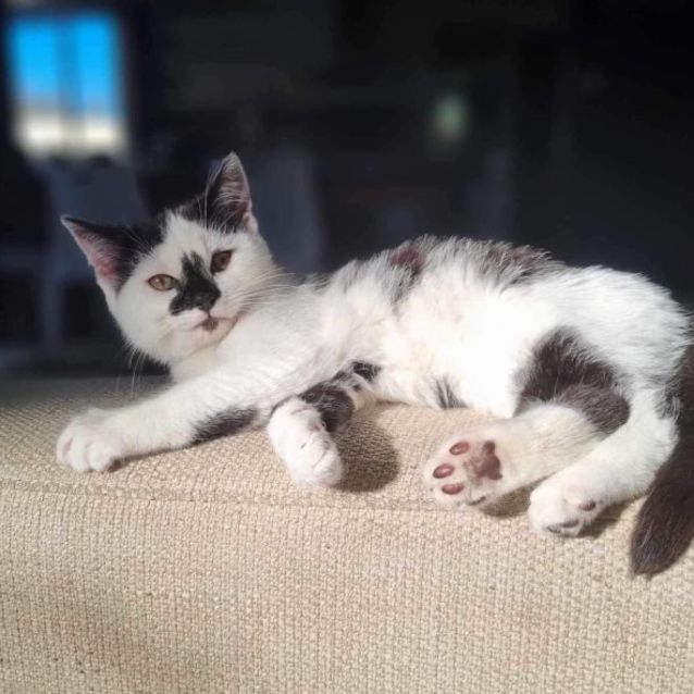 Photo of 🖤🤍 Quill 🤍🖤