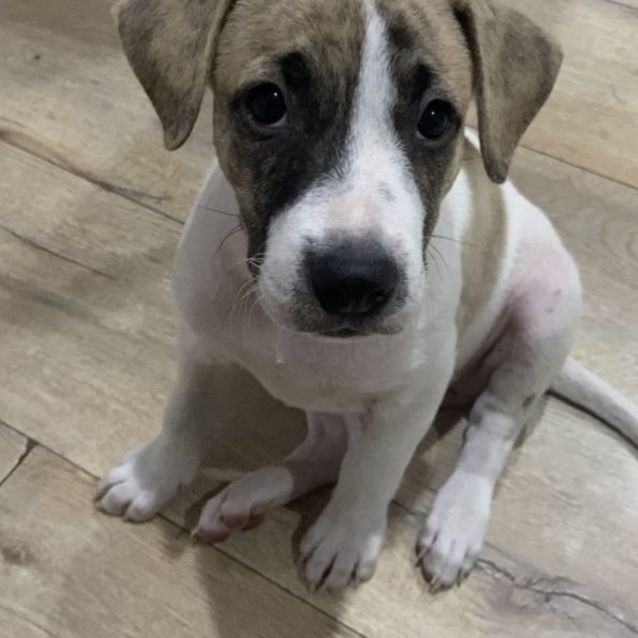 Photo of Daphne 