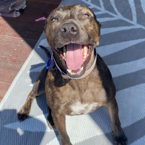 Ruby ~ 2yr Old Staffy X Wolfhound