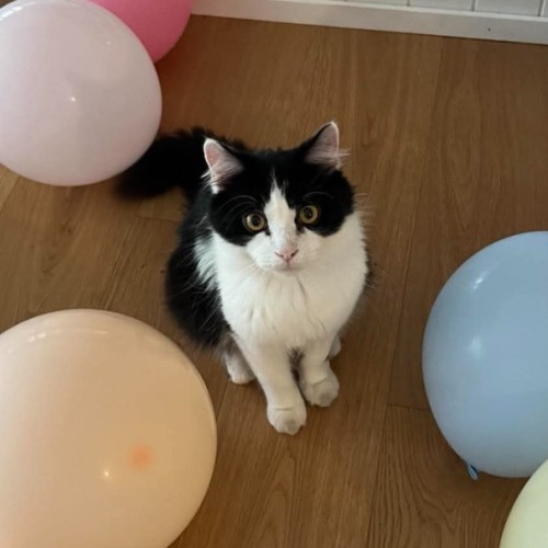 Floof