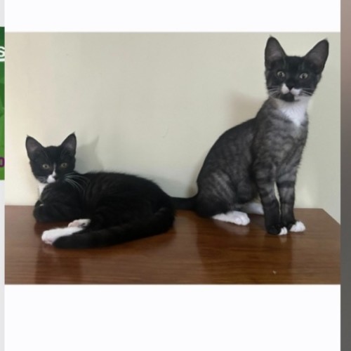 Socks and Mittens