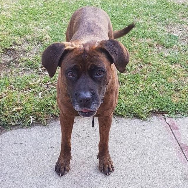 Photo of Rosey Db557