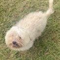 Photo of Bailey