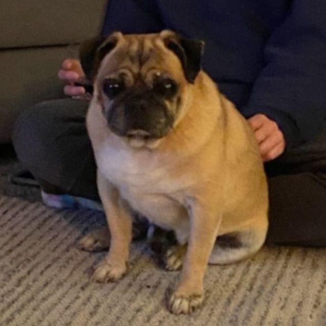 Photo of Rebel