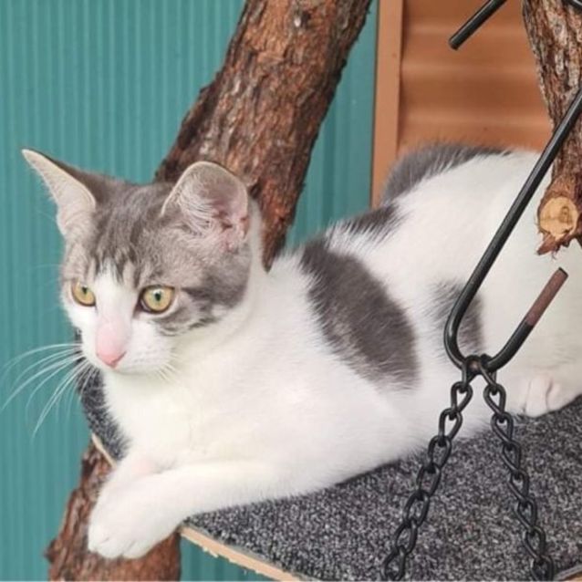 Photo of Thor