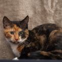 Photo of Twix **2nd Chance Cat Rescue**