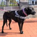 Photo of Pepper