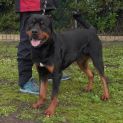 Photo of Onyx