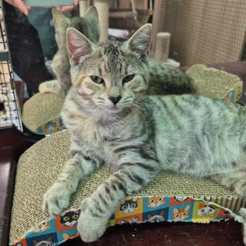 Mulder **2nd Chance Cat Rescue**