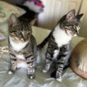 Photo of Olympia And Lisa **2nd Chance Cat Rescue**