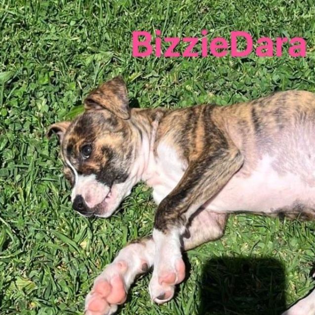Photo of Bizziedara