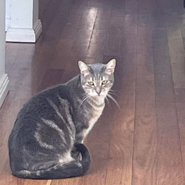 Photo of Humphrey 🐈‍⬛