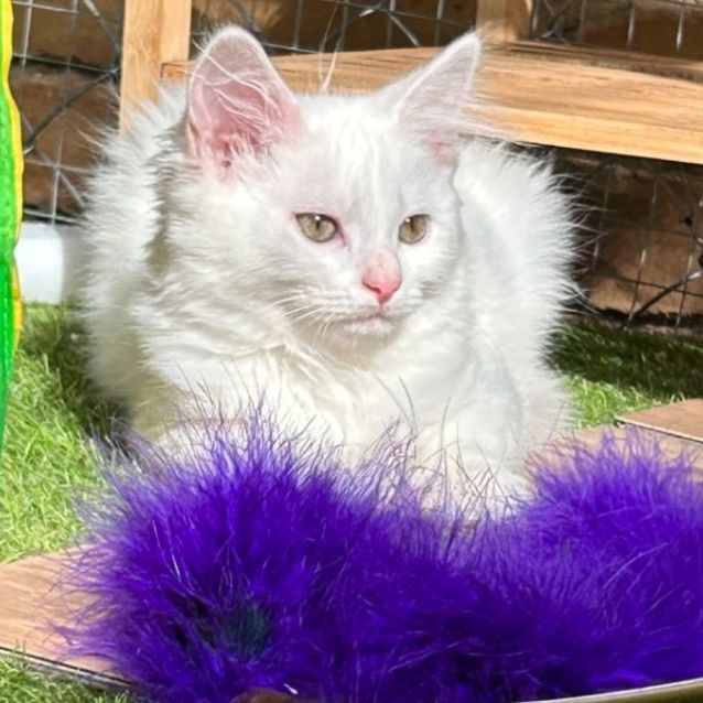 Photo of ☁️cloud ☁️ (Located In Boronia)