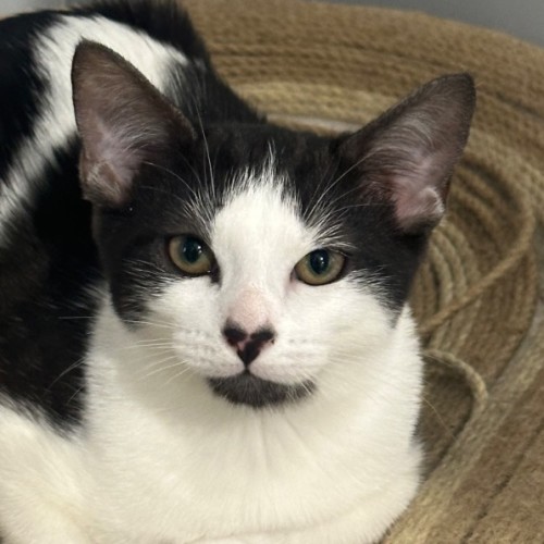 Alice 🧚🏻‍♂️🐱